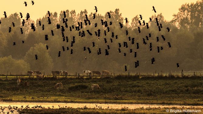 Hilf mit beim Erhalt von Biodiversität!    Wie kaum irgendwo sonst in Deutschland kann eine industriell und großstädtisch geprägte Szenerie so unmittelbar übergehen in eine naturnahe, fast idyllische Landschaft wie in Nordrhein-Westfalen. Die landschaftliche Vielfalt Nordrhein-Westfalens reicht von den Feuchtwiesen, Heiden und Mooren des westfälischen Tieflandes bis zu den Bergwiesen, Quellbächen und naturnahen Wäldern in den Mittelgebirgen.